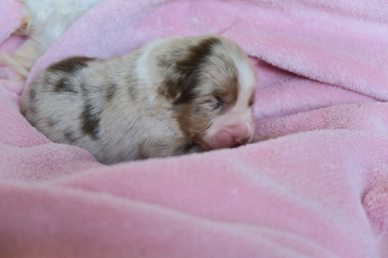 Portée 4 mai 2016 - 8 chiots