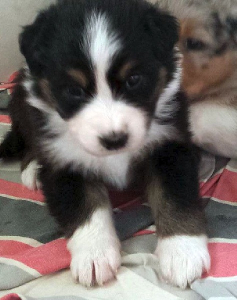 Nouvelles photos des chiots !